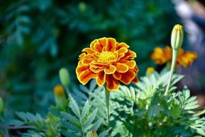 Closeup view of american marigold flower head. photo