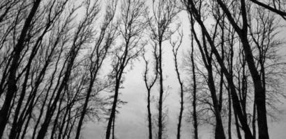 Black silhouettes of bald tree branches, black and white photo