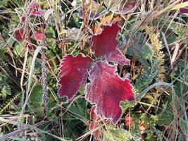 Morning hoarfrost enveloped autumn plants in the garden photo