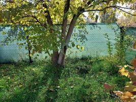 Sunlight filtering through autumn foliage photo