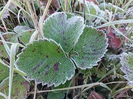 Morning hoarfrost enveloped autumn plants in the garden photo