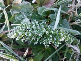 la escarcha de la mañana envolvió las plantas de otoño en el jardín foto