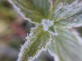 Morning hoarfrost enveloped autumn plants in the garden photo