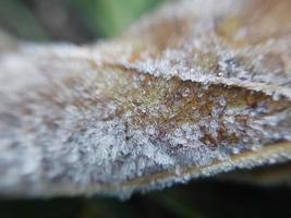 Morning hoarfrost enveloped autumn plants in the garden photo