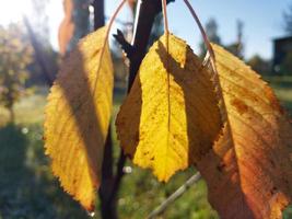 Sunlight filtering through autumn foliage photo
