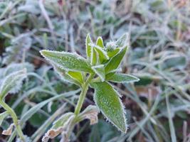 Morning hoarfrost enveloped autumn plants in the garden photo