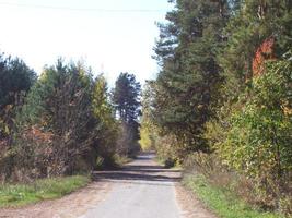 Autumn colorful foliage in the forest photo