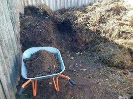 Pig manure collected for garden fertilization photo