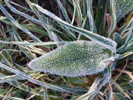 Morning hoarfrost enveloped autumn plants in the garden photo