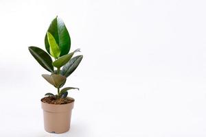 Rubber fig Ficus elastica plant with green leaves by white wall photo