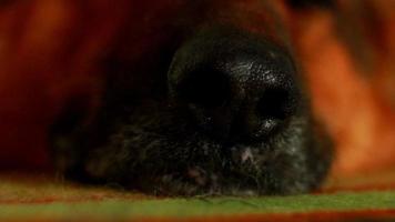 detailopname neus- groot hond, groot hond ras Duitse herder slapen Aan de tapijt in de huis gedurende de dag video