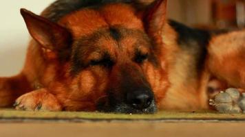 Pastor Alemán de raza de perro grande durmiendo en la alfombra de la casa durante el día video