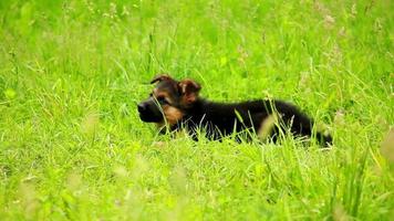 deutscher schäferhundwelpe, der im hof spielt video