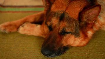 grote hondenras Duitse herder slapen op het tapijt in het huis gedurende de dag video