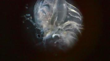 kind of crustacean limbs stir in the microscope video