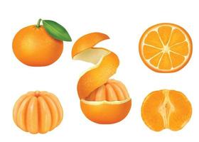 Set of isolated orange colors with leaves, half, slices, circles and whole on white background. vector