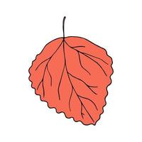 Vector illustration of aspen leaf in cartoon style. Colorful isolated decorative element