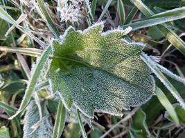 Morning hoarfrost enveloped autumn plants in the garden photo