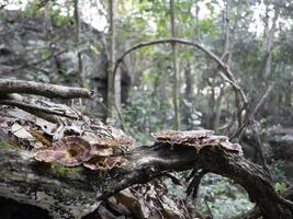 Wild Mushroom in the forest on Phu Kradueng mountain national park in Loei City Thailand photo