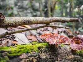 Wild Mushroom in the forest on Phu Kradueng mountain national park in Loei City Thailand photo