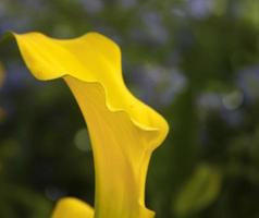 un lirio de cala amarillo diente de león foto