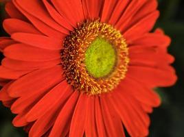 Carmine red Barberton Daisy photo