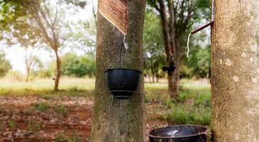 Rubber tapping in rubber tree garden. Natural latex extracted from para rubber plant. Rubber tree plantation. The milky liquid or latex oozes from wound of tree bark. Latex collect in small bucket. photo