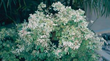 The Blossoms leaves are green photo