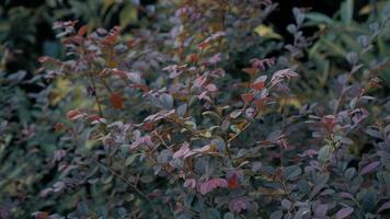 A red leafy plant photo