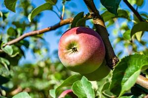 Photography on theme beautiful fruit branch apple tree photo