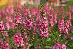 flower bushes in garden photo