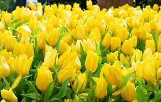 beautiful fresh yellow tulips in garden photo