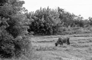 fotografía sobre el tema hermosa gran vaca lechera foto