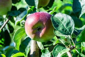 Photography on theme beautiful fruit branch apple tree photo