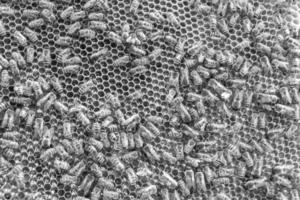 Honeycomb from bee hive filled with golden honey photo