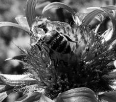 Winged bee slowly flies to the plant, collect nectar for honey photo