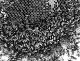 La estructura hexagonal abstracta es un panal de abejas de la colmena. foto