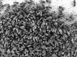 Abstract hexagon structure is honeycomb from bee hive photo
