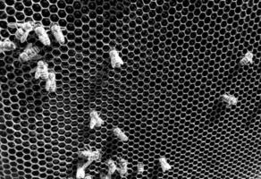 La estructura hexagonal abstracta es un panal de abejas de la colmena. foto