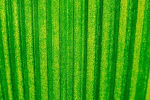 fondo de detalle de hoja de palma verde retroiluminado abstracto. foto