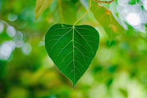 hojas del árbol bodhi en el fondo de la naturaleza foto
