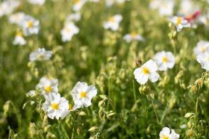 Pure white flowers of Helianthemum apenninum in mid May photo