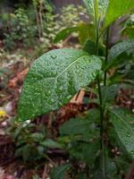 gotas de rocío de lluvia en las hojas que dan una sensación fresca al espectador foto