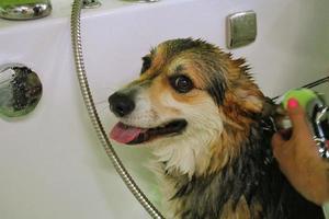 divertido corgi welsh pembroke tomando una ducha en el salón de aseo. mano de mujer peluquera bañando a un perro. pelaje mojado lavado profesional, higiene, bienestar, procedimientos de spa del concepto de animales. de cerca foto