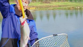 en fiskare drar en öring ut av de vatten på en spinning stång och sätter den i en netto. fiske på de damm, fiske Utrustning, föder upp av flod öring video