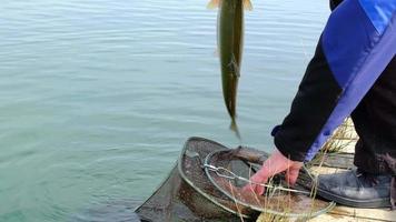 un pescador saca una trucha del agua con una caña giratoria y la pone en una red. pesca en el estanque, equipo de pesca, cría de truchas de río video