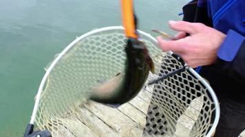 een visser trekt een forel uit van de water Aan een spinnen hengel en zet het in een netto. visvangst Aan de vijver, visvangst apparatuur, fokken van rivier- forel video