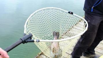 een visser trekt een forel uit van de water Aan een spinnen hengel en zet het in een netto. visvangst Aan de vijver, visvangst apparatuur, fokken van rivier- forel video