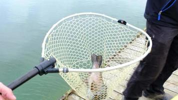 un pescador saca una trucha del agua con una caña giratoria y la pone en una red. pesca en el estanque, equipo de pesca, cría de truchas de río video