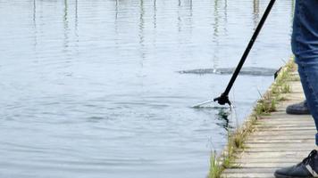 A fisherman pulls a trout out of the water on a spinning rod and puts it in a net. Fishing on the pond, fishing equipment, breeding of river trout video